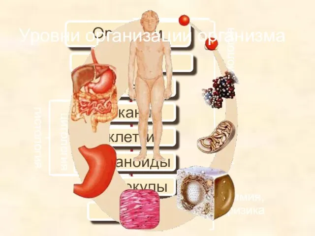 Организм системы органов органы ткани клетки органоиды молекулы атомы Анатомия и