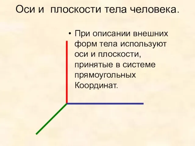 Оси и плоскости тела человека. При описании внешних форм тела используют