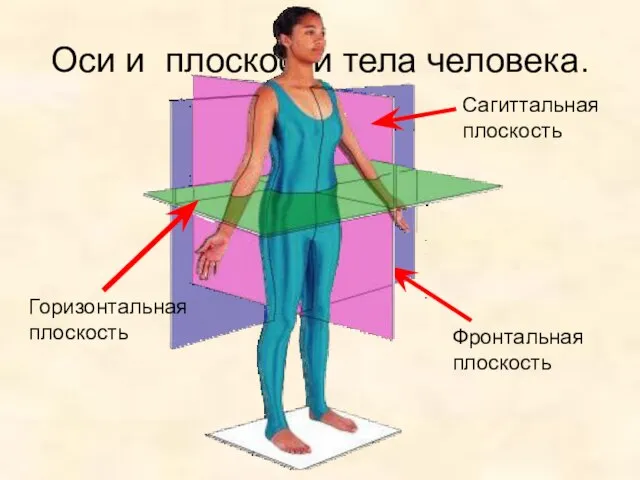 Оси и плоскости тела человека. Фронтальная плоскость Сагиттальная плоскость Горизонтальная плоскость