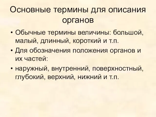 Основные термины для описания органов Обычные термины величины: большой, малый, длинный,