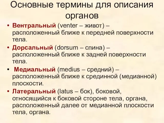 Основные термины для описания органов Вентральный (venter – живот) – расположенный