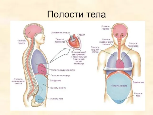 Полости тела