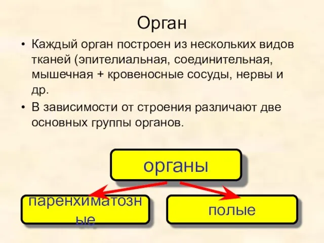 Орган Каждый орган построен из нескольких видов тканей (эпителиальная, соединительная, мышечная