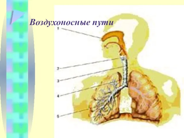 Воздухоносные пути