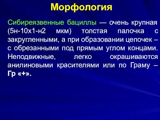 Морфология Сибиреязвенные бациллы — очень крупная (5н-10х1-н2 мкм) толстая палочка с