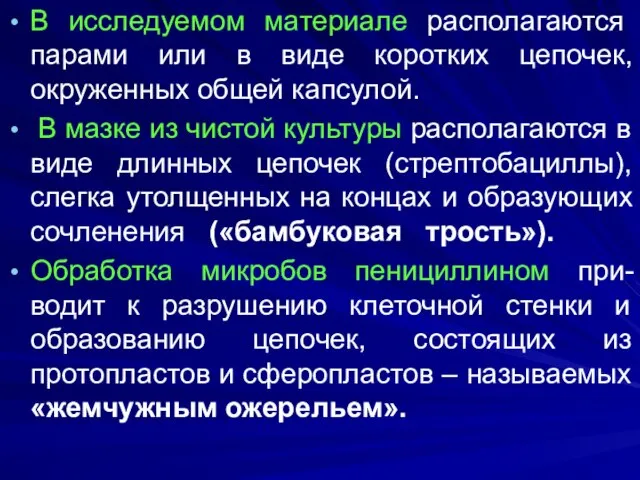 В исследуемом материале располагаются парами или в виде коротких цепочек, окруженных