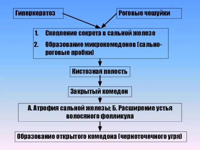 Гиперкератоз Роговые чешуйки Скопление секрета в сальной железе Образование микрокомедонов (сально-роговые