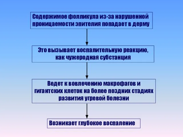 Содержимое фолликула из-за нарушенной проницаемости эпителия попадает в дерму Это вызывает