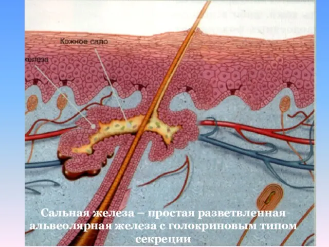 Сальная железа – простая разветвленная альвеолярная железа с голокриновым типом секреции