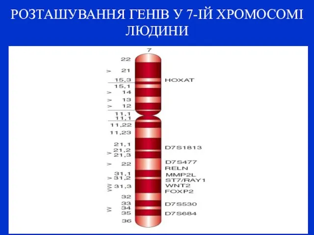 РОЗТАШУВАННЯ ГЕНІВ У 7-ІЙ ХРОМОСОМІ ЛЮДИНИ