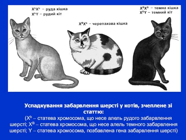 Успадкування забарвлення шерсті у котів, зчеплене зі статтю: (Хb – статева