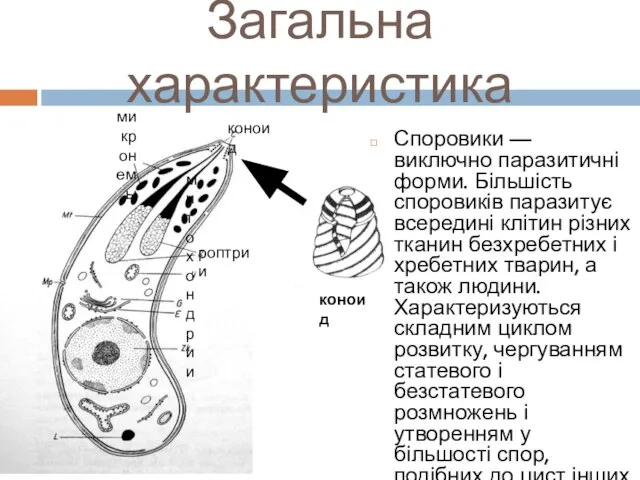 Загальна характеристика Споровики — виключно паразитичні форми. Більшість споровиків паразитує всередині