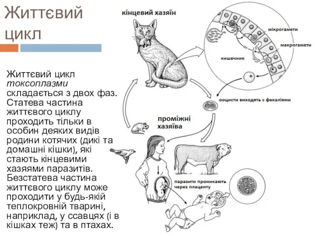 Життєвий цикл Життєвий цикл токсоплазми складається з двох фаз. Статева частина