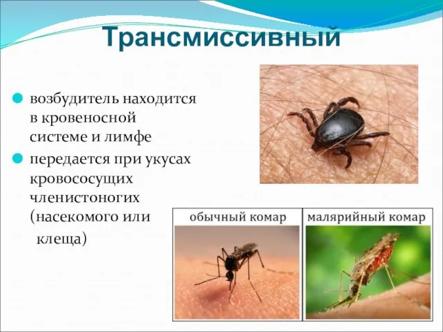 Трансмиссивный возбудитель находится в кровеносной системе и лимфе передается при укусах кровососущих членистоногих (насекомого или клеща)