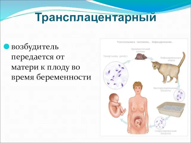 Трансплацентарный возбудитель передается от матери к плоду во время беременности