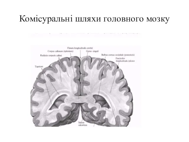 Комісуральні шляхи головного мозку