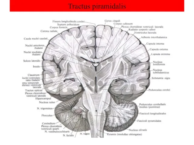 Tractus piramidalis