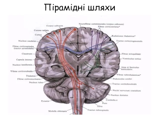 Пірамідні шляхи