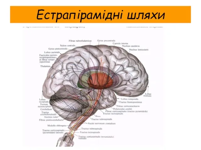 Естрапірамідні шляхи