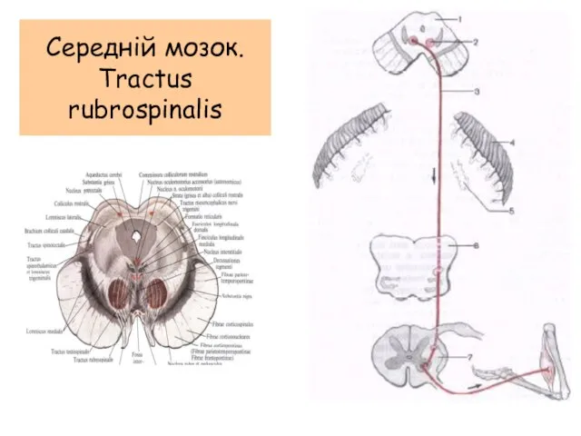 Середній мозок. Tractus rubrospinalis