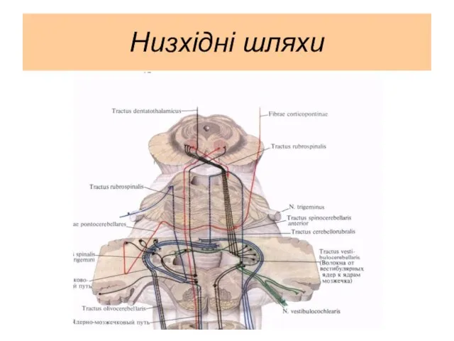 Низхідні шляхи