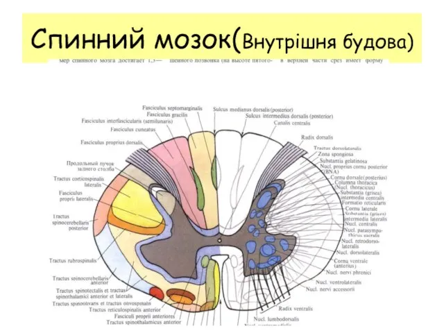 Спинний мозок(Внутрішня будова)