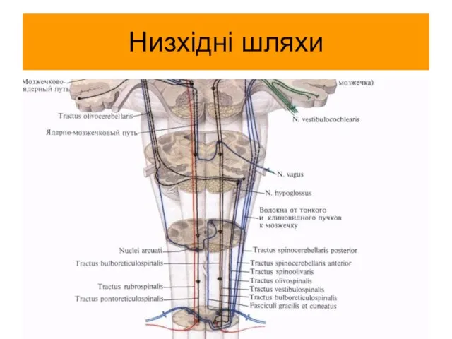 Низхідні шляхи