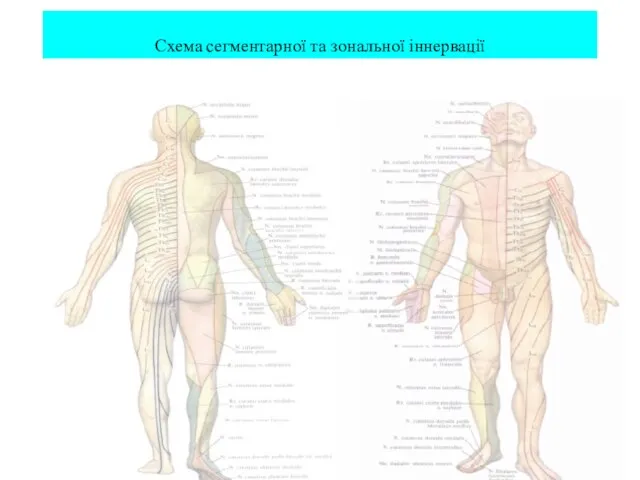 Схема сегментарної та зональної іннервації