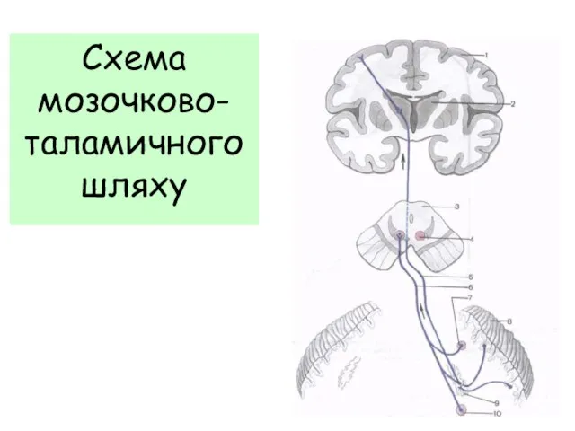 Схема мозочково-таламичного шляху