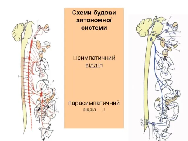 Схеми будови автономної системи ?симпатичний відділ парасимпатичний відділ ?