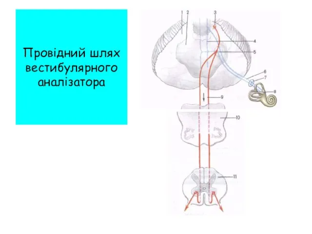 Провідний шлях вестибулярного аналізатора