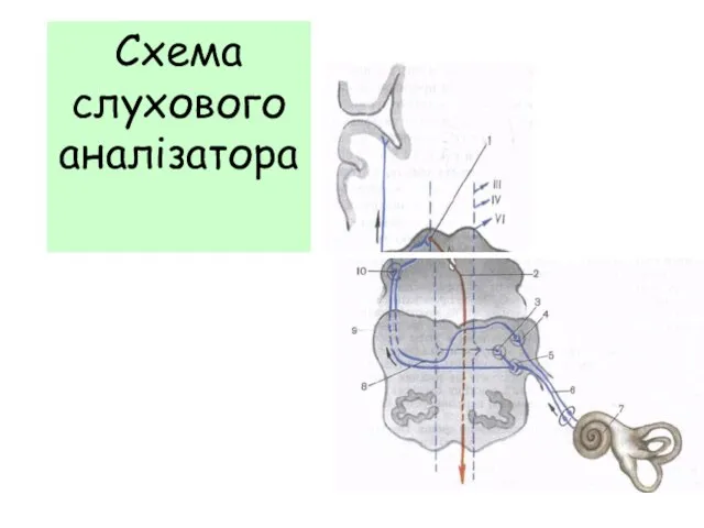 Схема слухового аналізатора