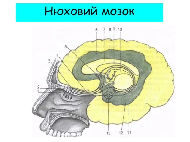 Нюховий мозок