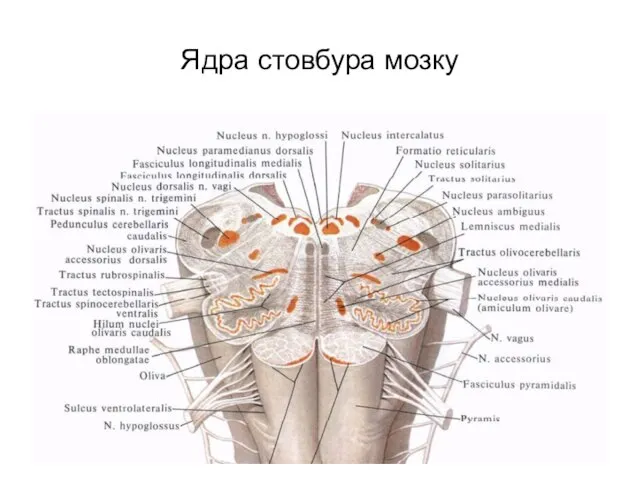 Ядра стовбура мозку