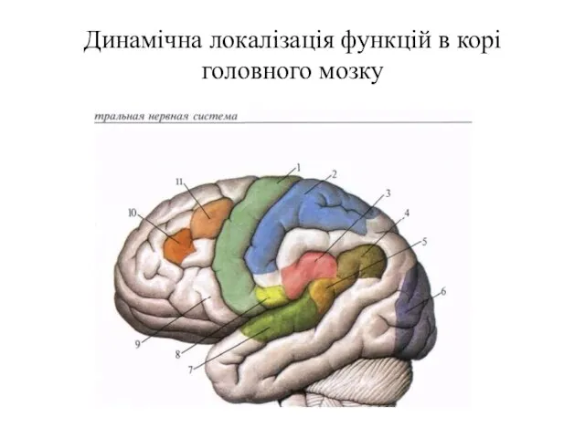 Динамічна локалізація функцій в корі головного мозку