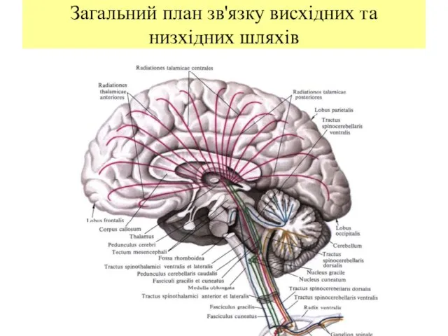 Загальний план зв'язку висхідних та низхідних шляхів