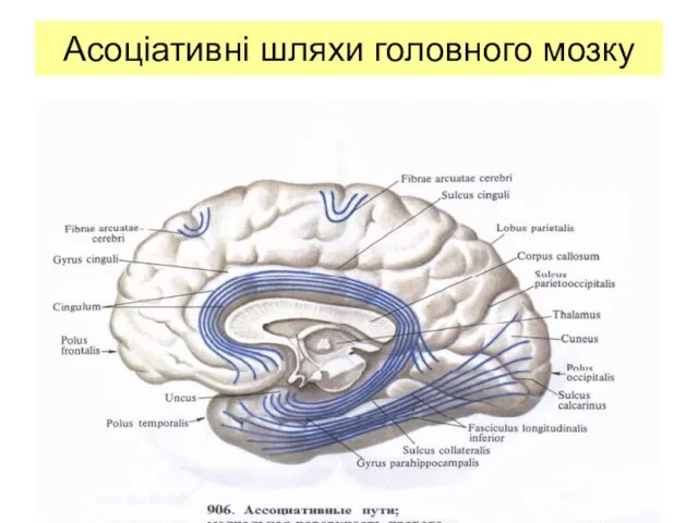 Асоціативні шляхи головного мозку