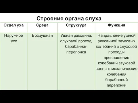 Строение органа слуха