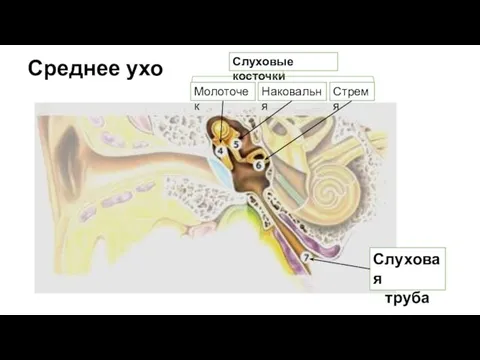 Среднее ухо Слуховые косточки Слуховая труба Молоточек Наковальня Стремя