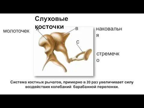 молоточек наковальня стремечко Слуховые косточки Система костных рычагов, примерно в 20