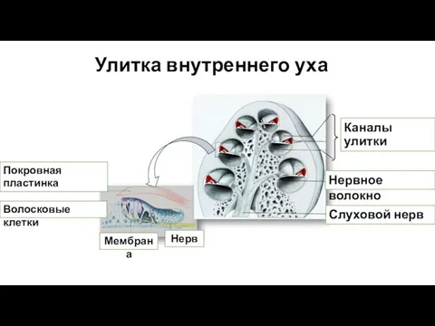 Покровная пластинка Улитка внутреннего уха Слуховой нерв Нервное волокно Волосковые клетки Нерв Каналы улитки Мембрана