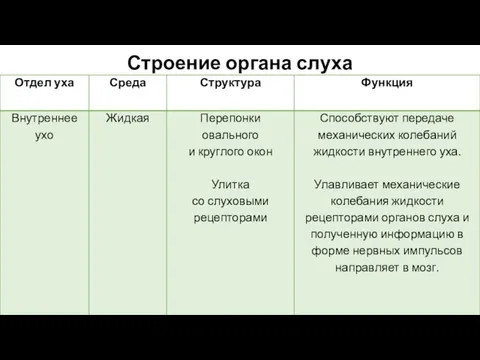 Строение органа слуха