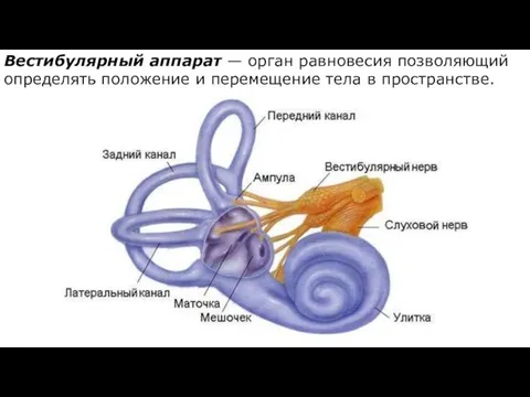 Вестибулярный аппарат — орган равновесия позволяющий определять положение и перемещение тела в пространстве.