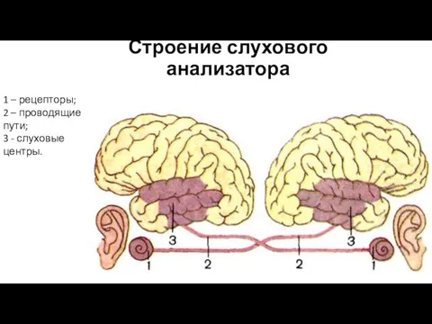 Строение слухового анализатора 1 – рецепторы; 2 – проводящие пути; 3 - слуховые центры.