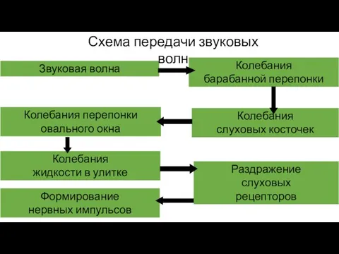 Колебания жидкости в улитке Раздражение слуховых рецепторов Формирование нервных импульсов Звуковая