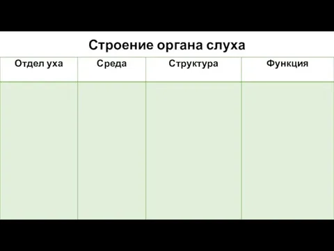 Строение органа слуха