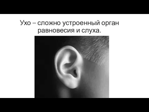 Ухо – сложно устроенный орган равновесия и слуха.