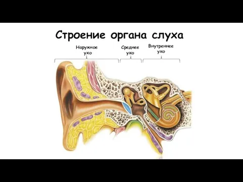 Строение органа слуха Внутреннее ухо Среднее ухо Наружное ухо