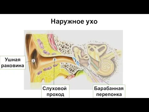 Наружное ухо Ушная раковина Слуховой проход Барабанная перепонка