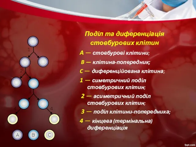 Поділ та диференціація стовбурових клітин A — стовбурові клітини; B —